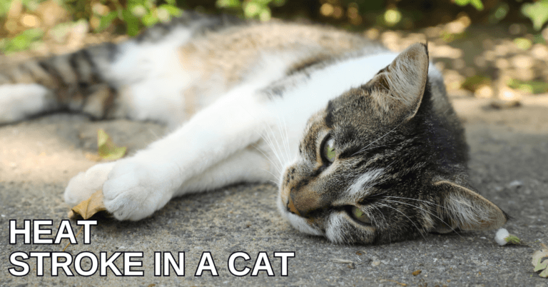 Understanding Heat Stroke In A Cat