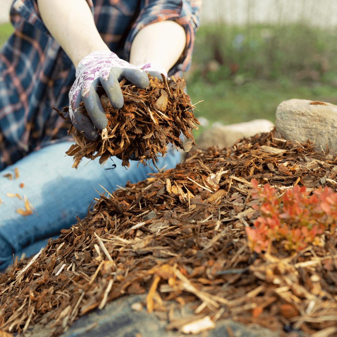 Mulching Slippery Elm