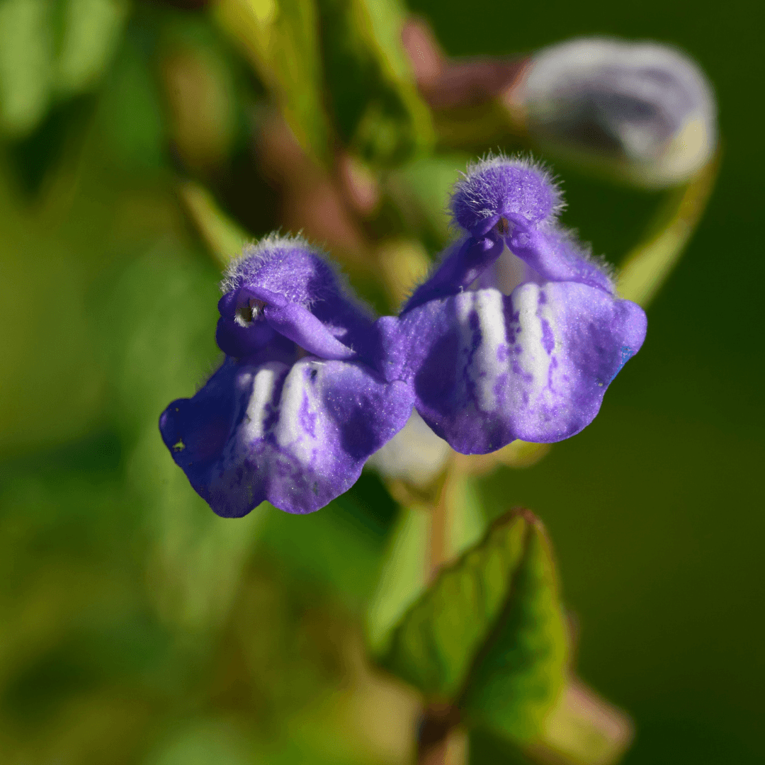 Protect Skullcap Plants From Frost