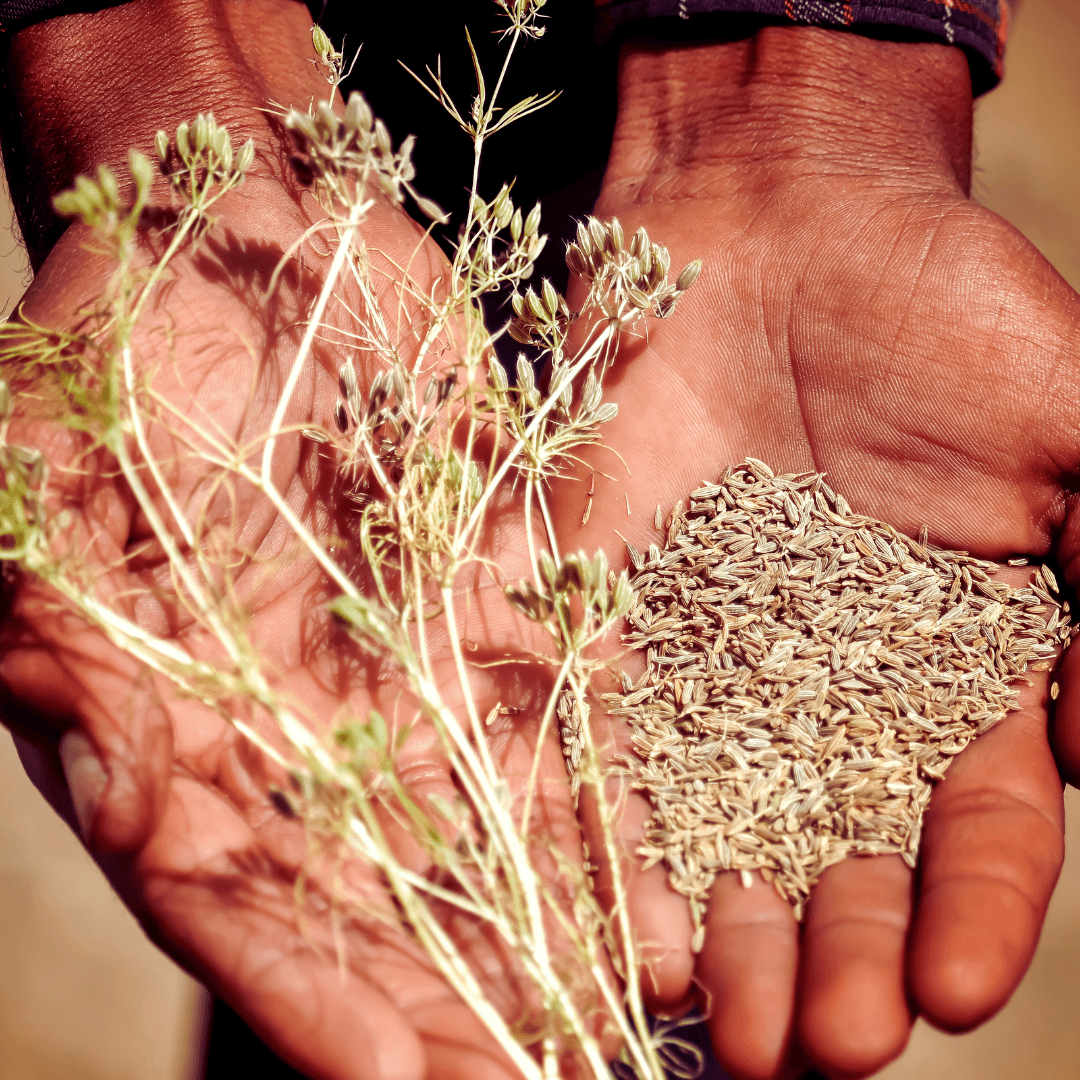 Harvesting And Storing Cumin