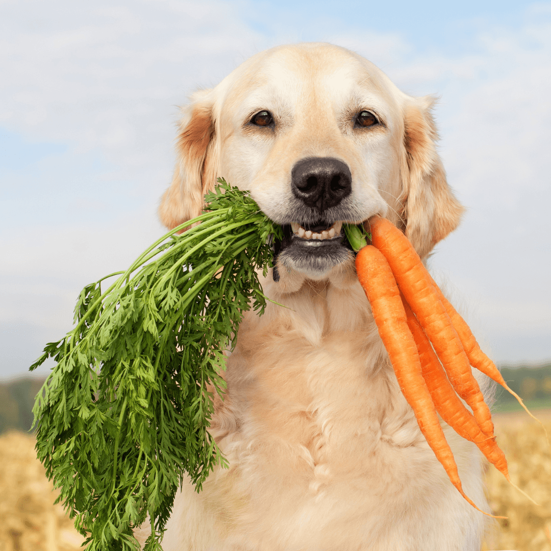 Benefits Of Raw Vegetables For Dogs