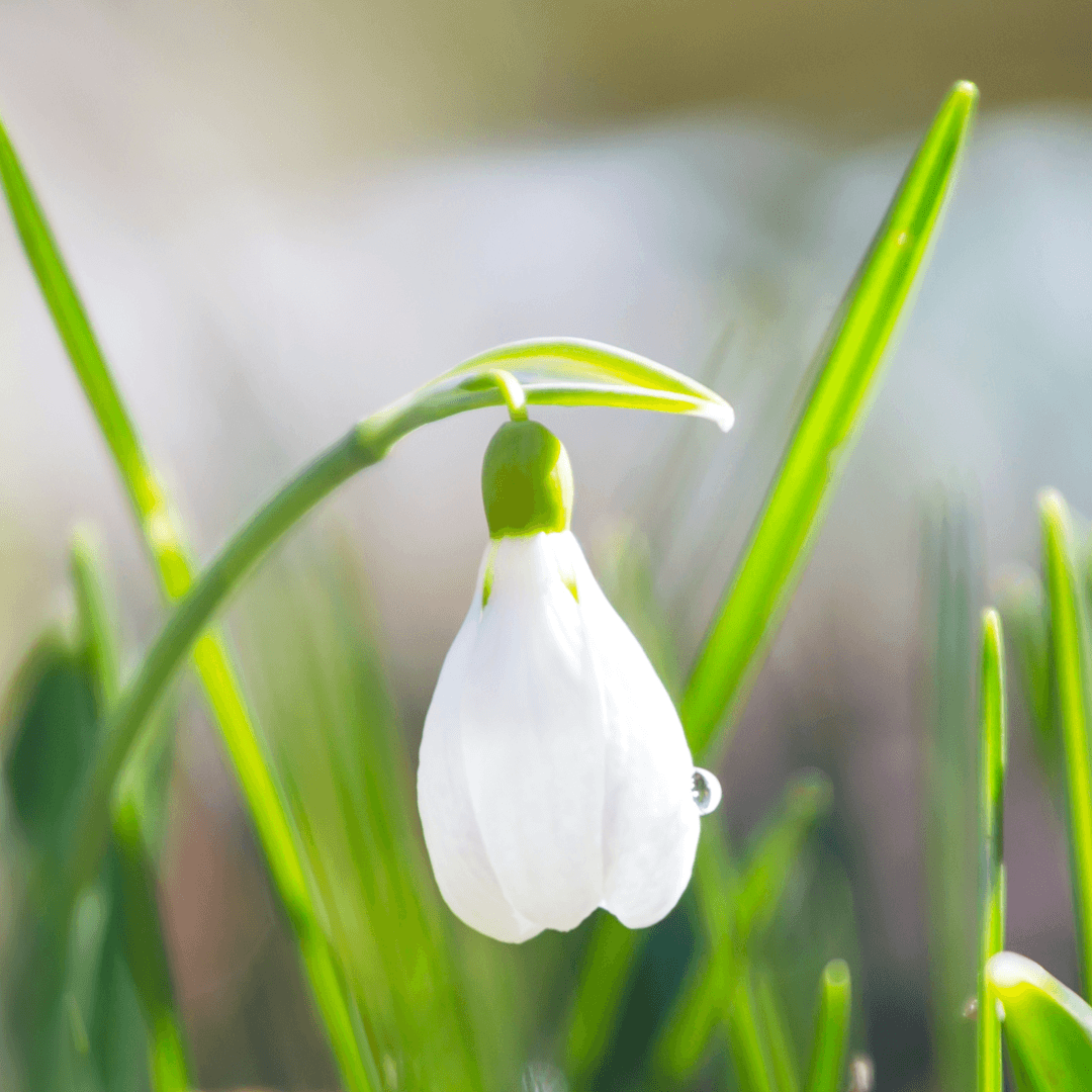 Monitor The Snowdrops In Containers For Pests And Diseases