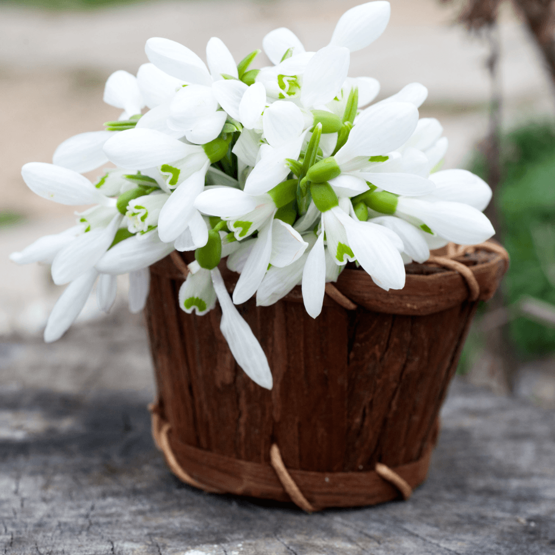 Harvesting And Arranging Of Snowdrop Flowers