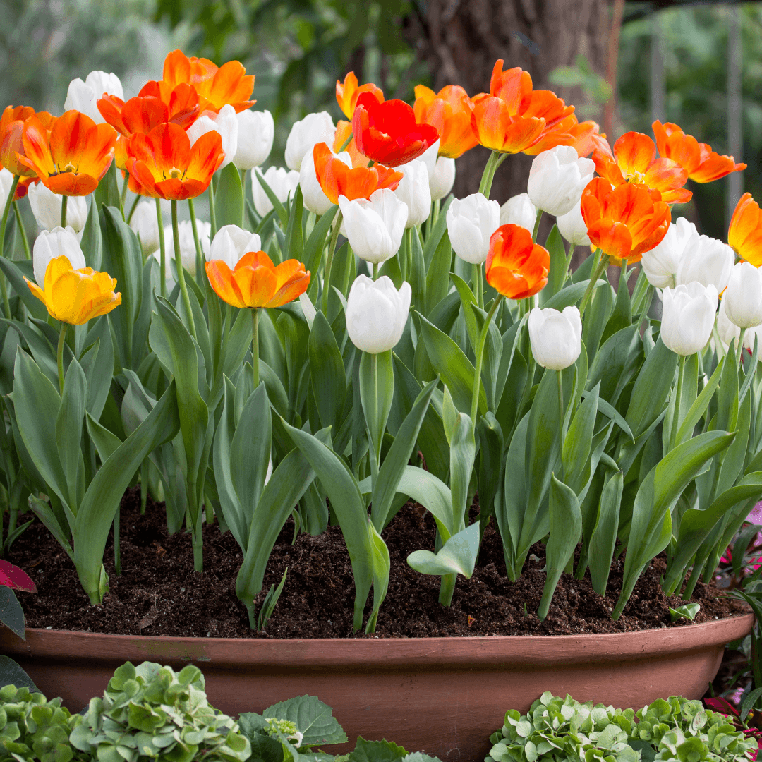 Colourful Tulip Flower Combinations
