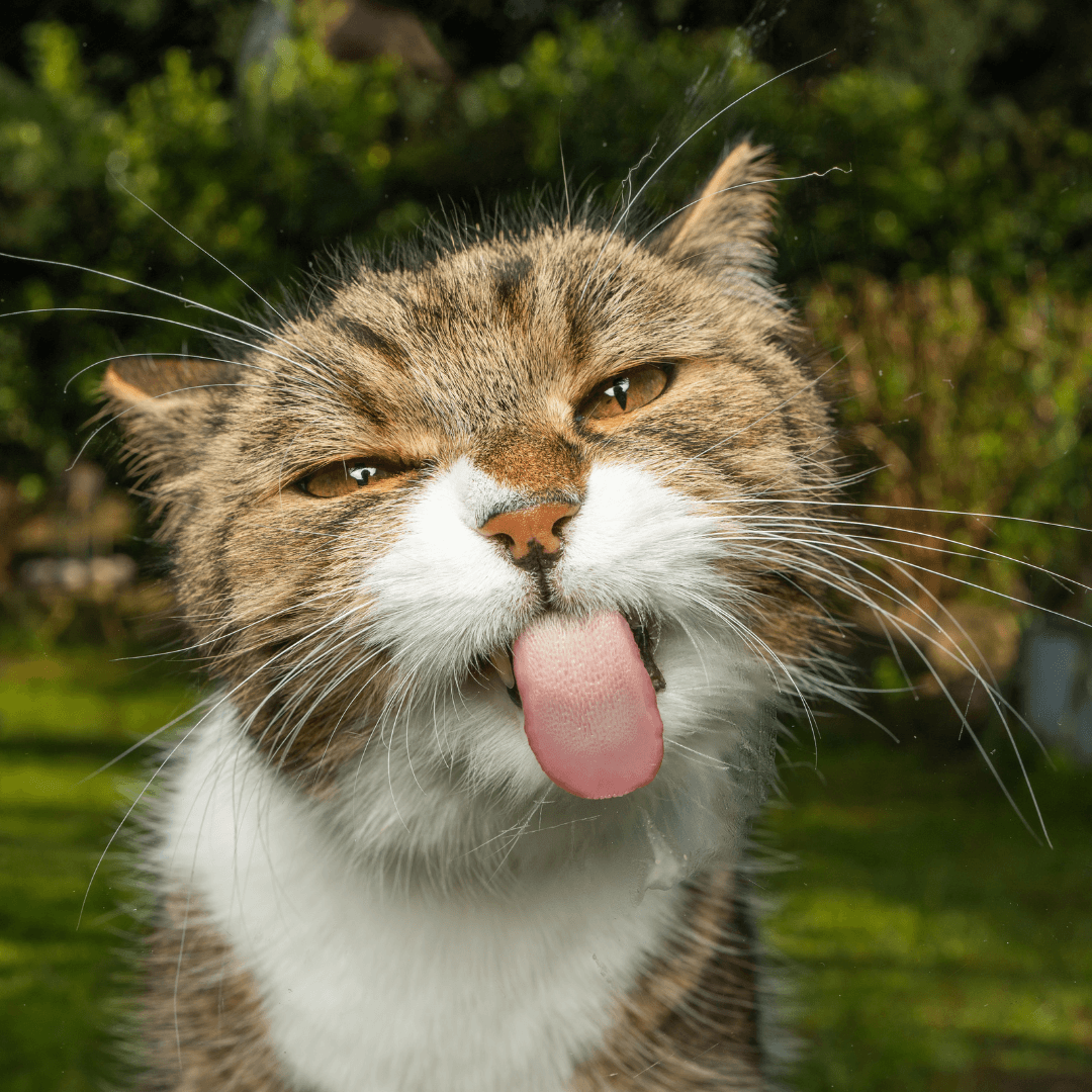 Causes Of Heatstroke In Cats