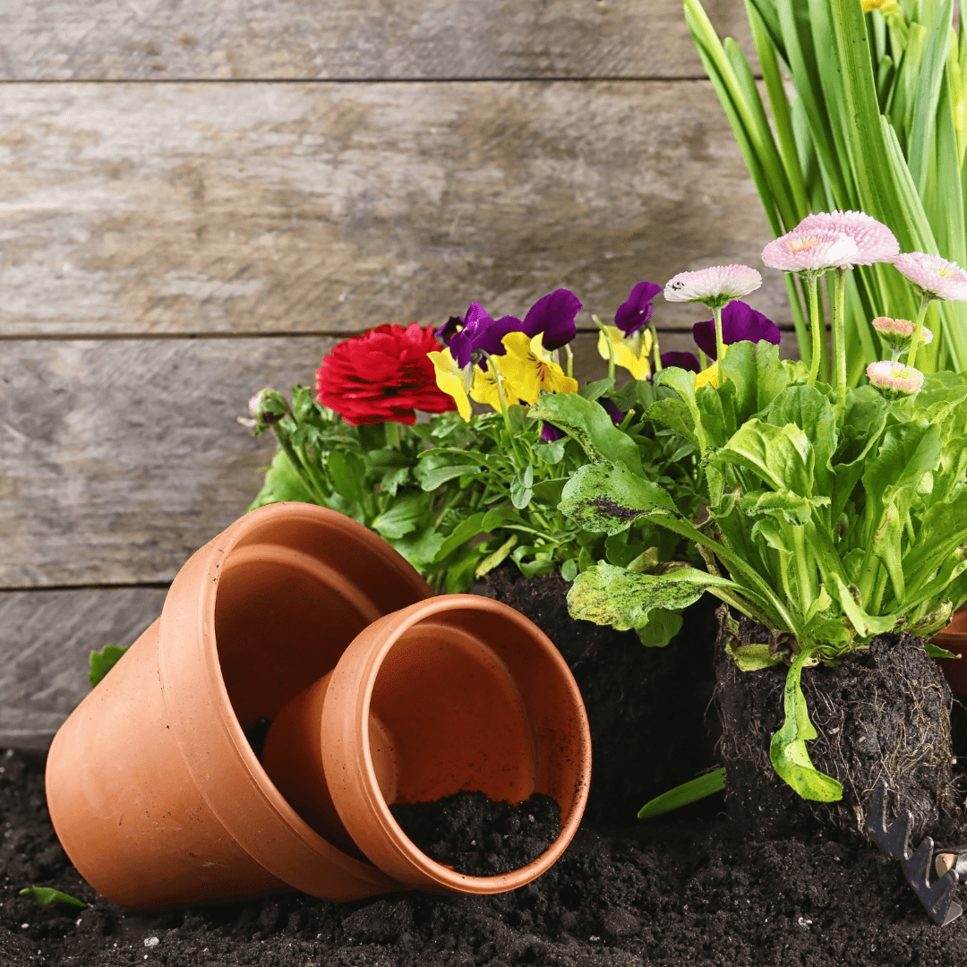 Choose The Right Container To Grow Licorice Plants