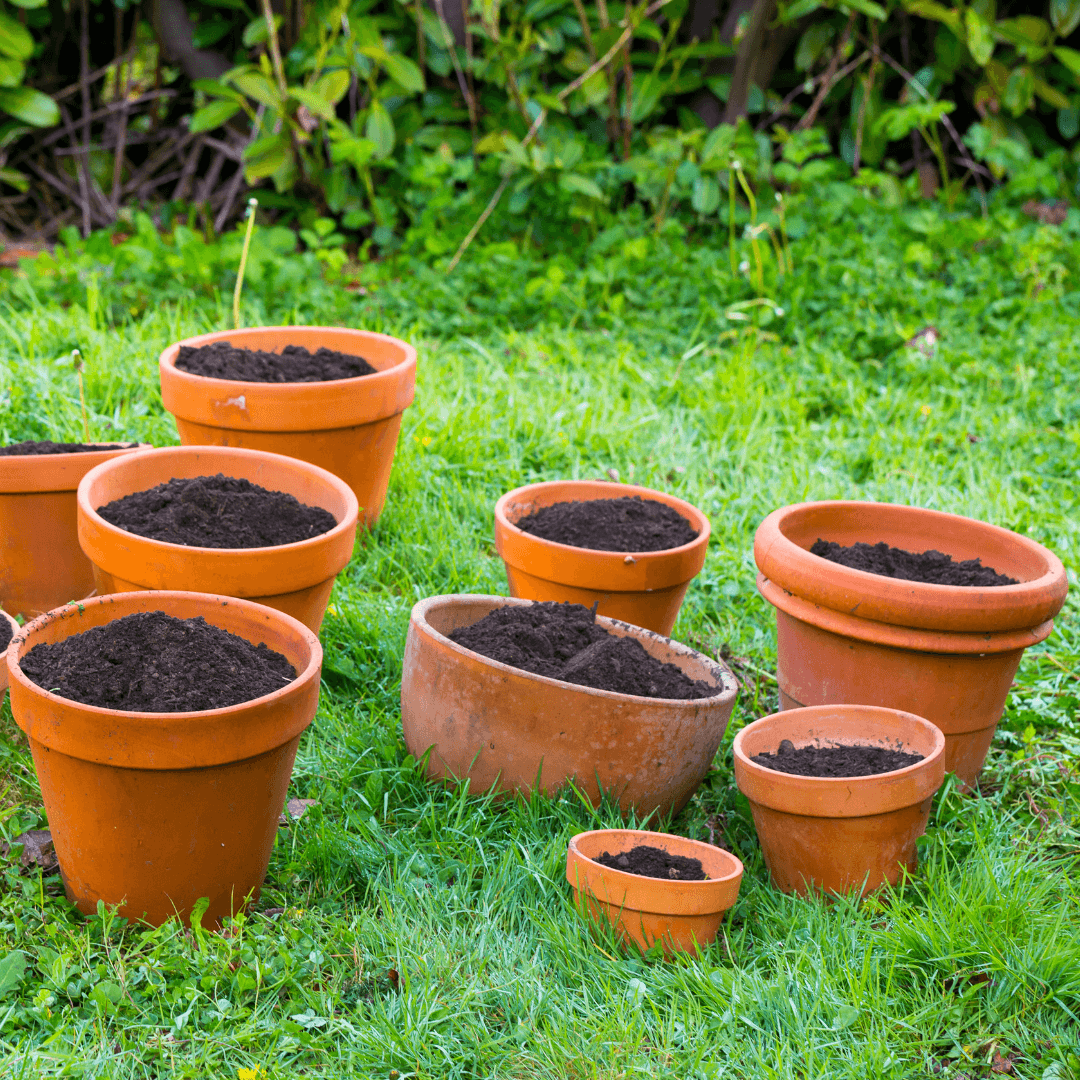 Choose The Right Container To Grow Slippery Elm