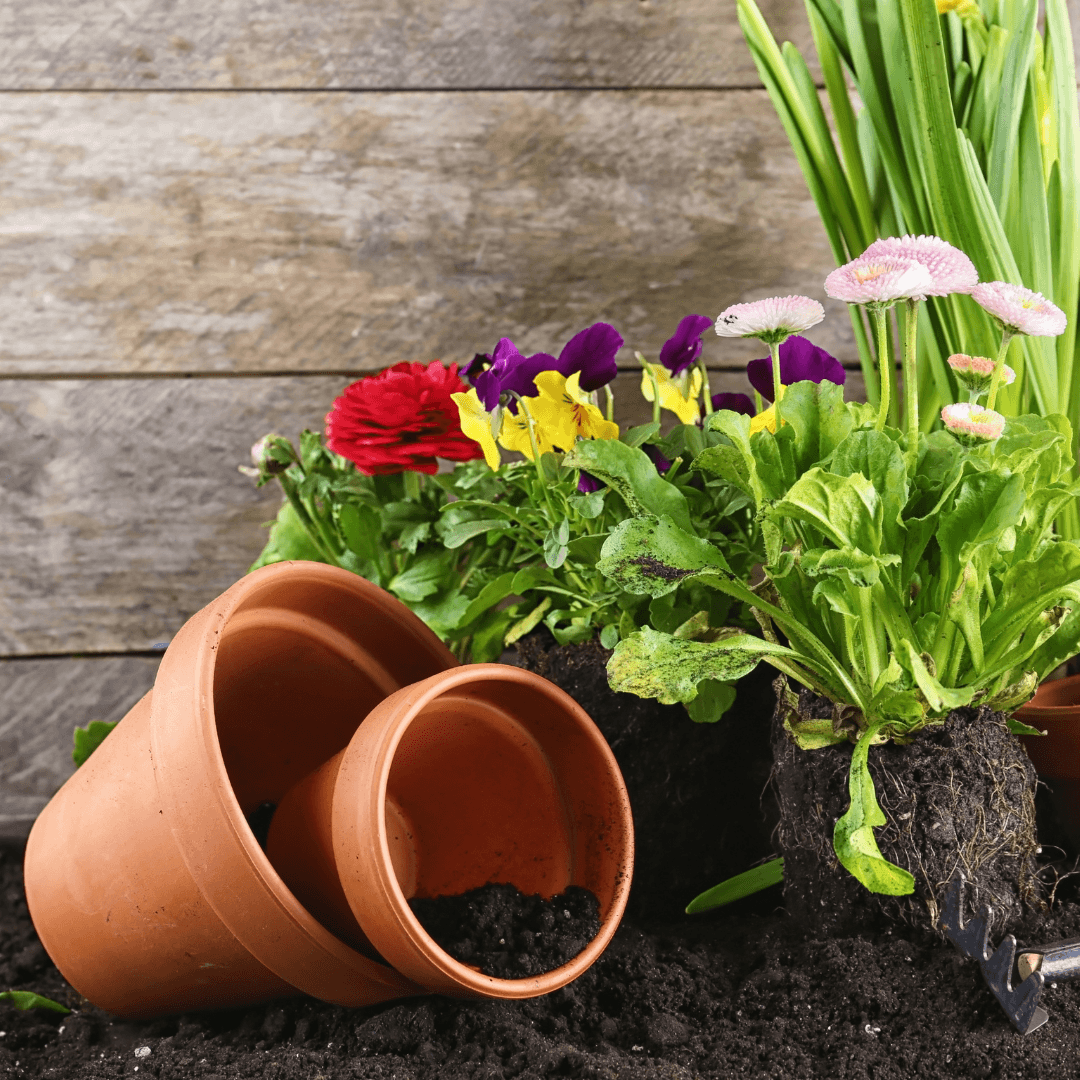 Choose The Right Containers To Grow Tulips