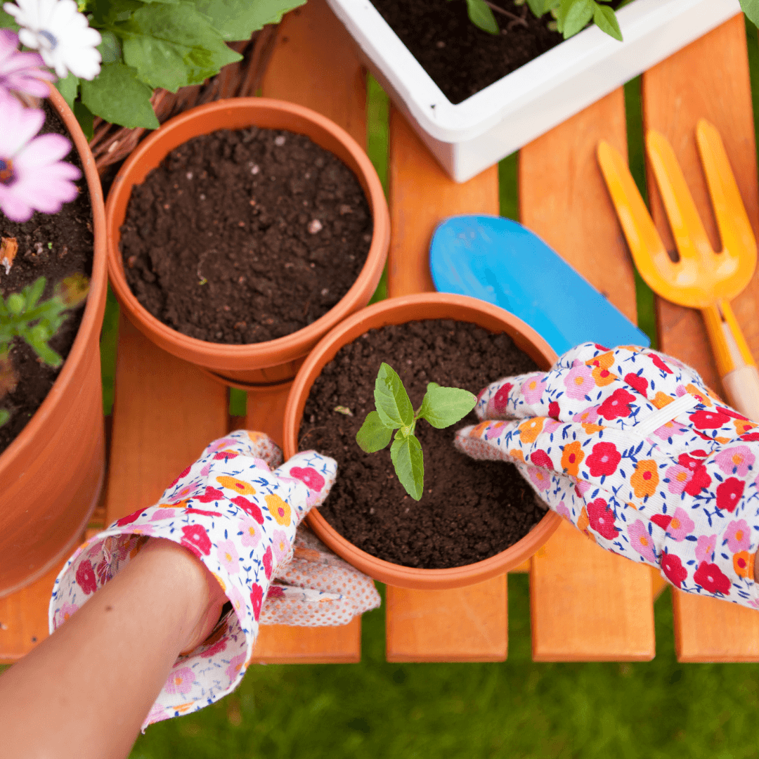 Selecting The Right Container To Grow Jojoba