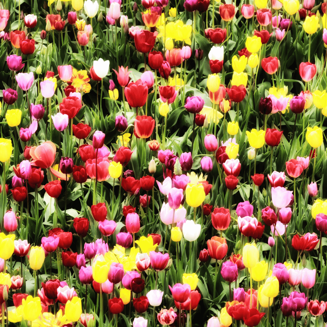 Selective Variety Of Tulips