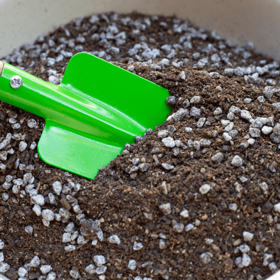 Use Well-Draining Potting Mix For Snowdrops Plants