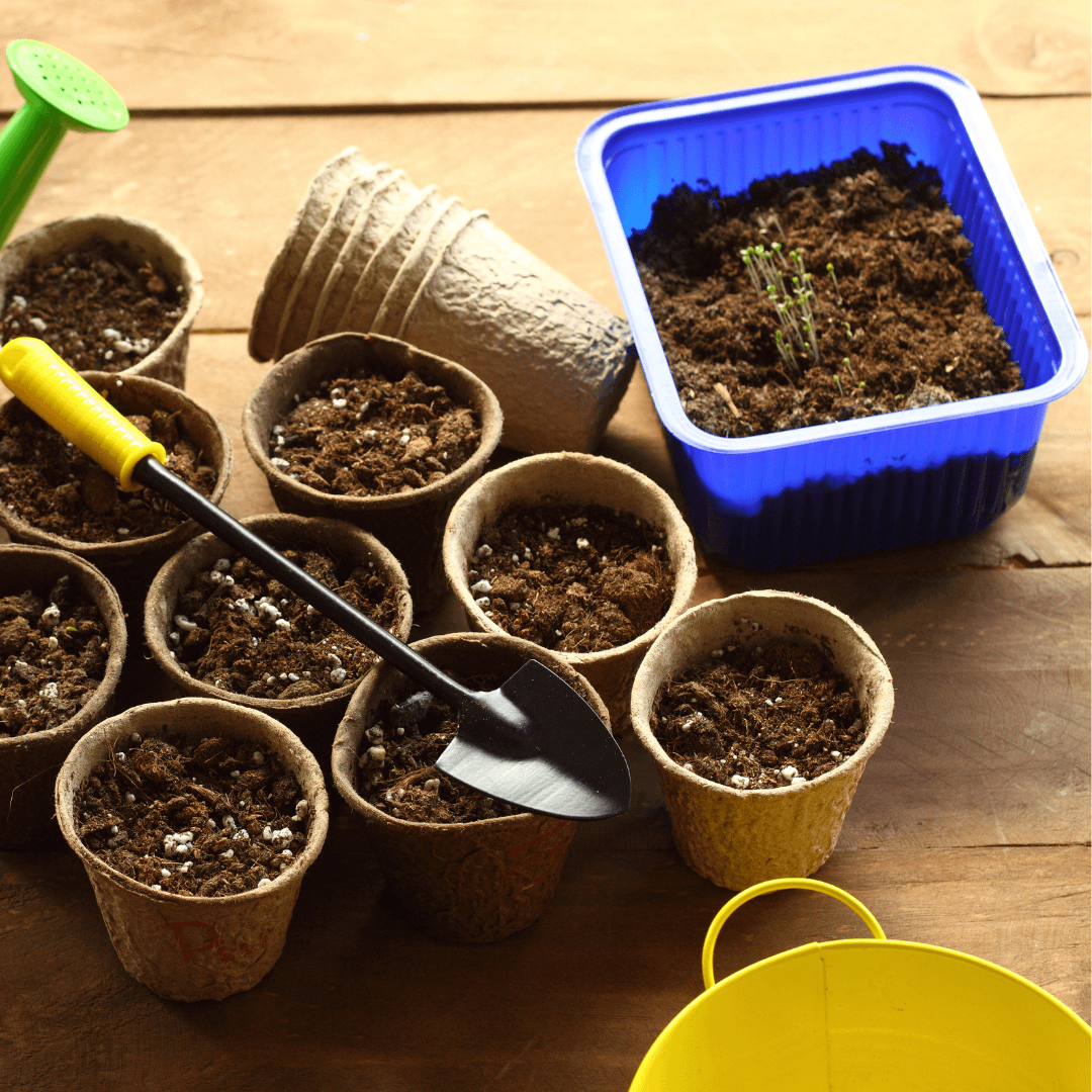 Use Well-Draining Soil To Grow Ajwain