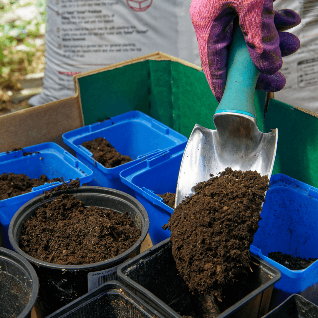 Well-Draining Soil For Jojoba Plants