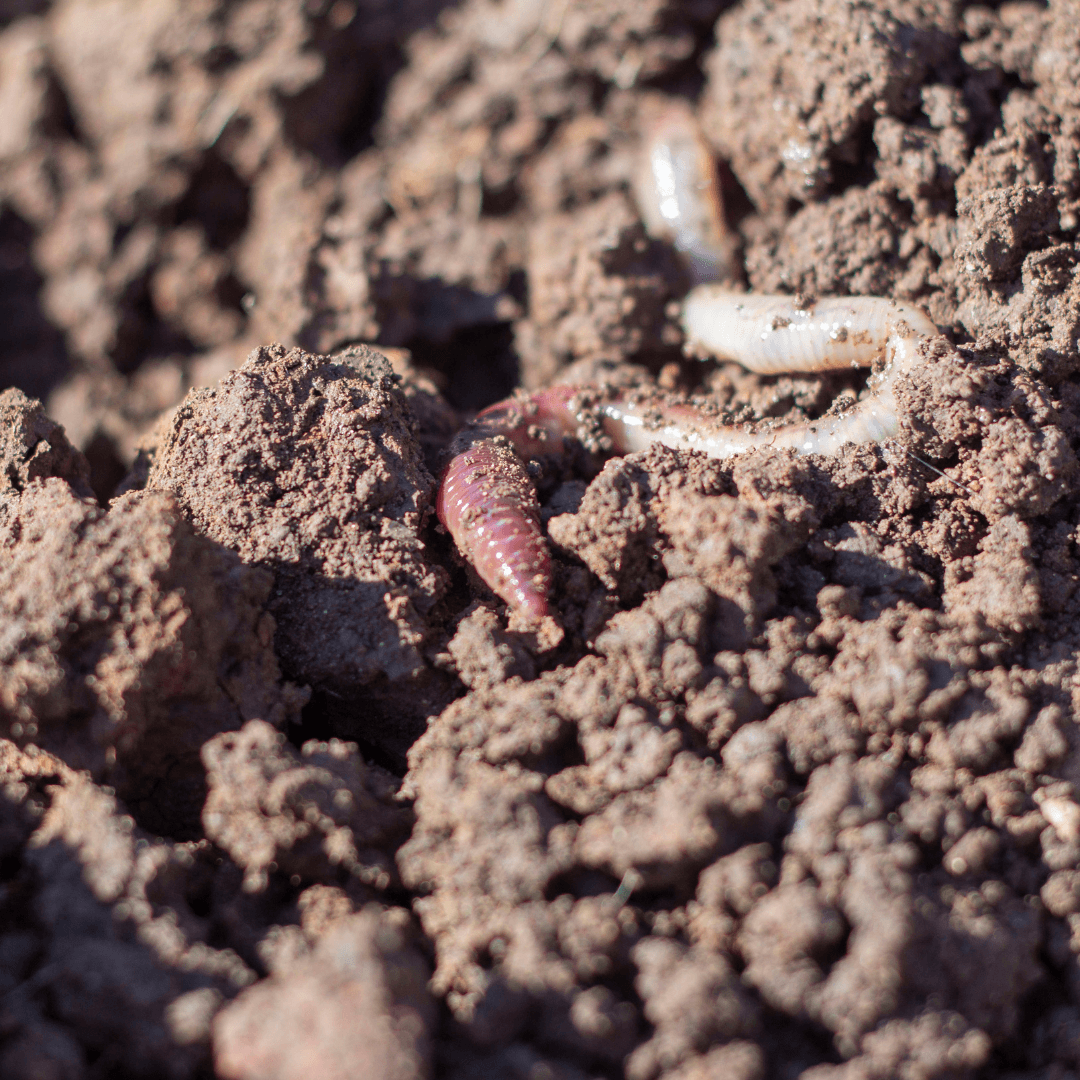 Loamy Soil