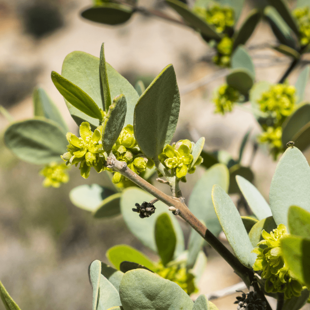 Placement And Sunlight To Grow Jojoba Plants