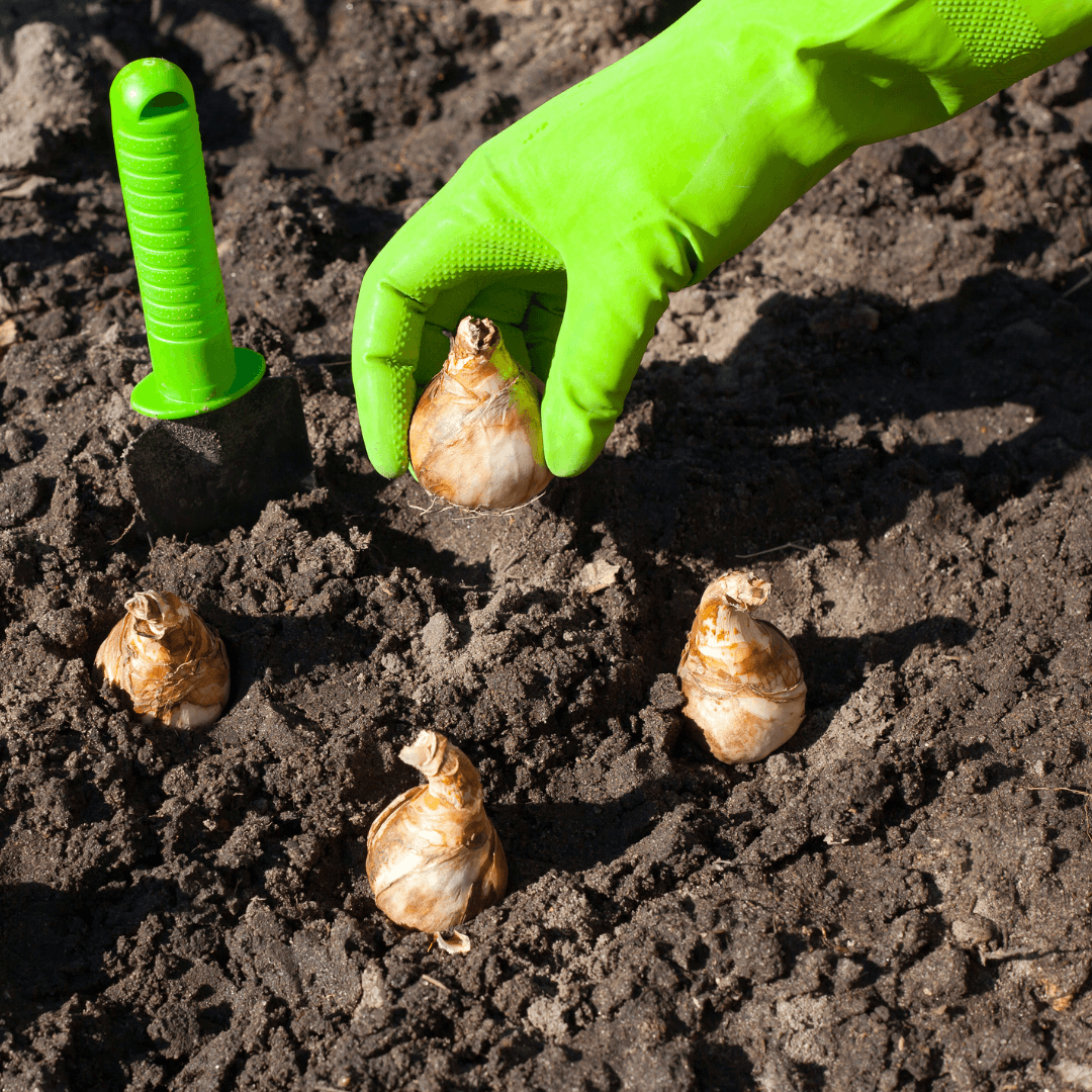 Plant Snowdrop Bulbs At The Right Depth