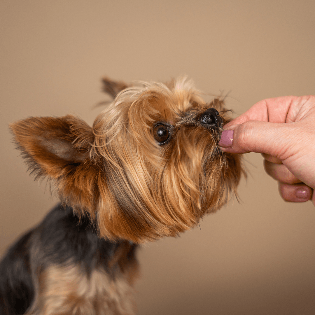 Praise And Reward Your Puppy