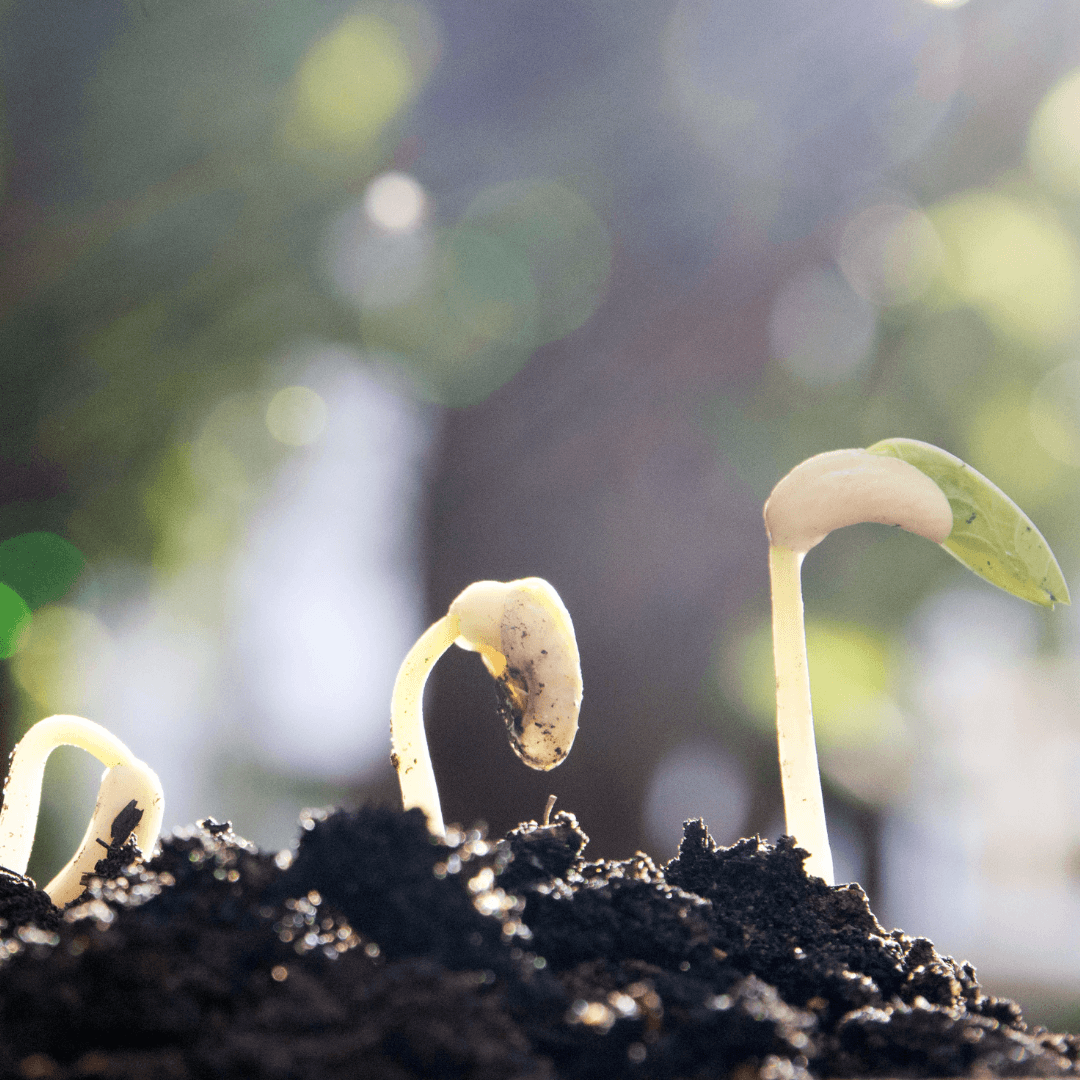 Select A Sunny Location To Grow Licorice Plants