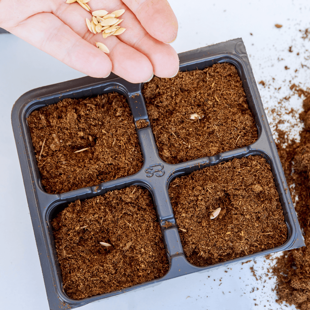 Sow Seeds Or Transplant Ajwain Seedlings