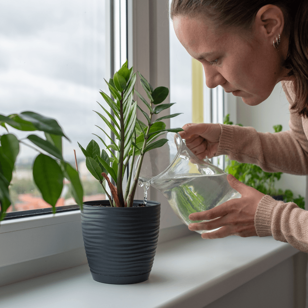 Watering Of Jojoba Plants Grown In Containers