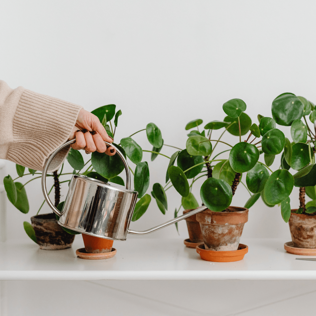 Watering Routine To Grow Triphala In Containers