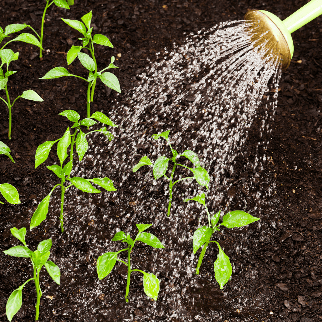 Watering Slippery Elm In Containers