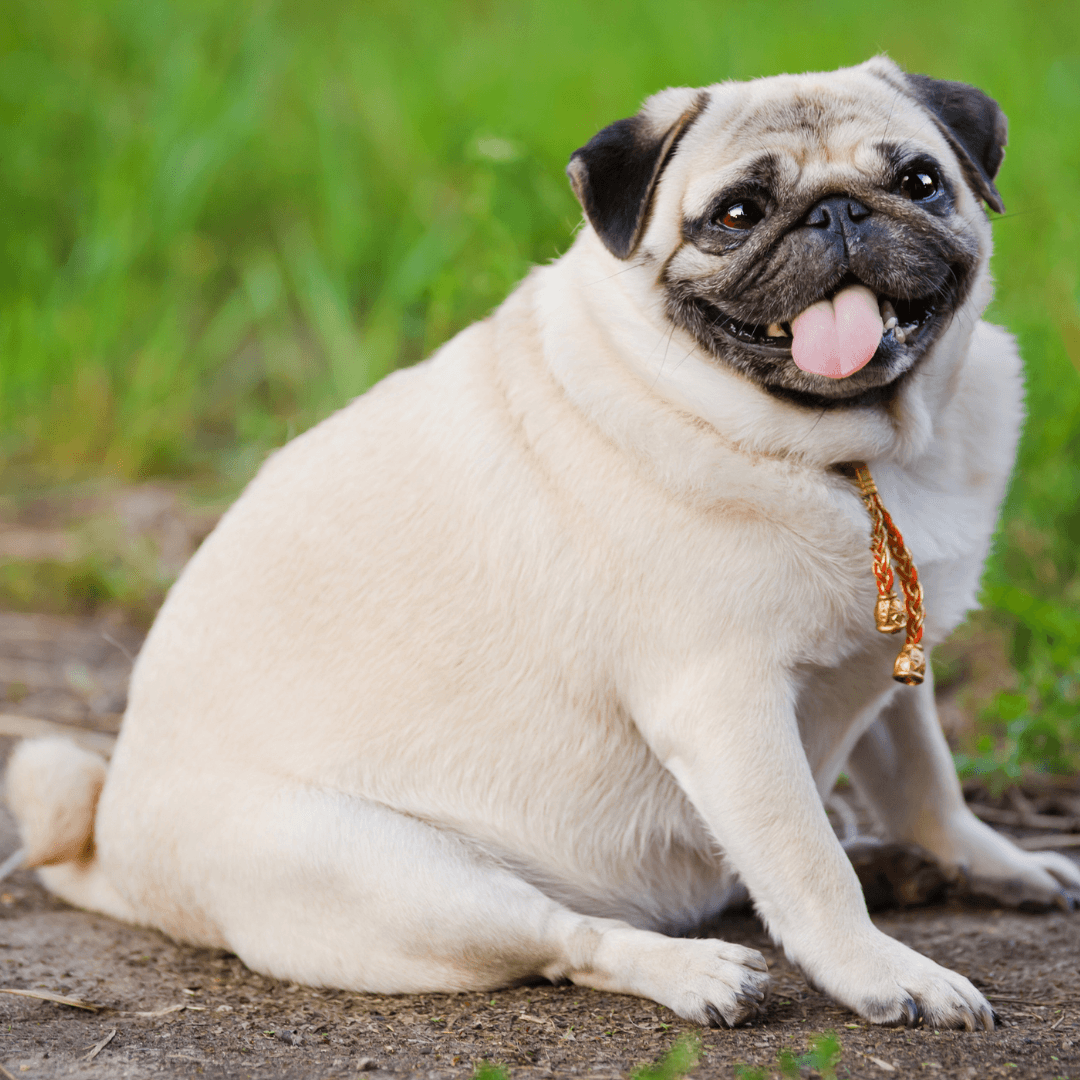 What Is Obesity In Dogs?
