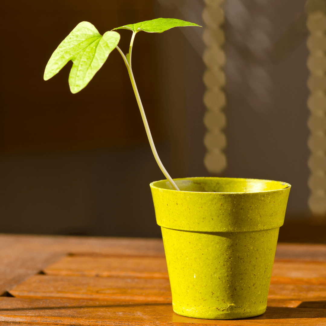 Sunlight And Placement Of Witch Hazel Plants