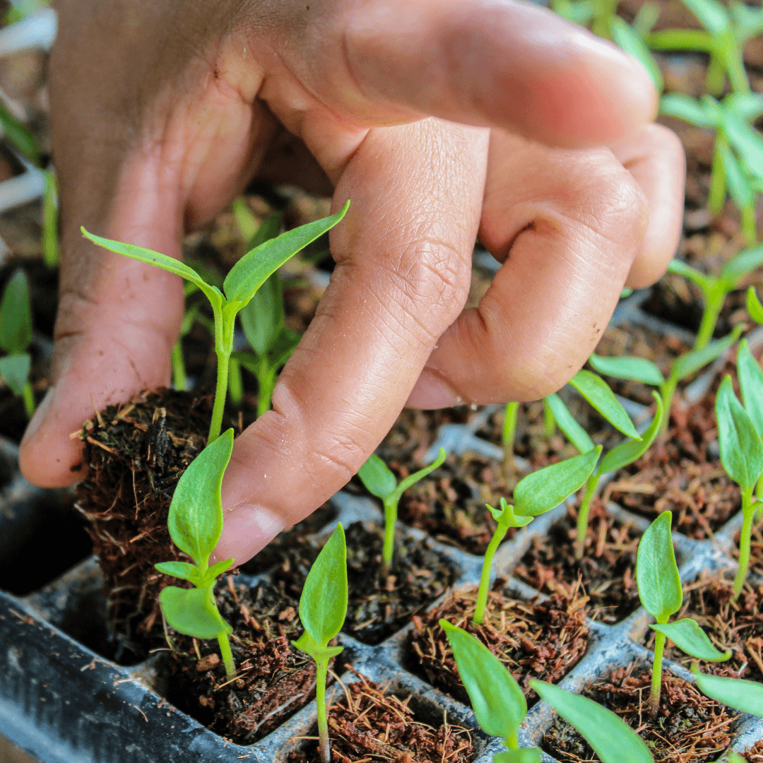 Thinning Cumin Seedlings