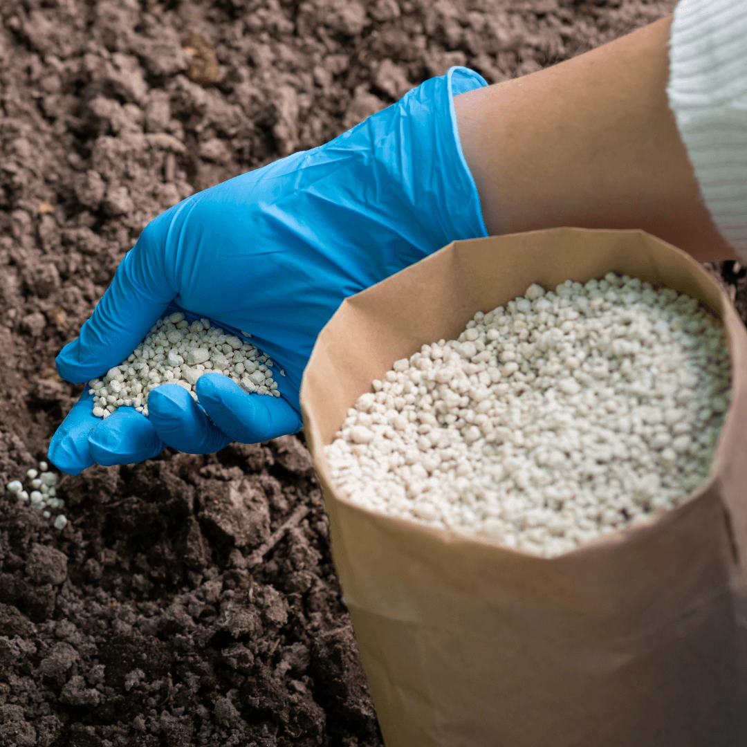 Fertilization To Grow Slippery Elm In Containers