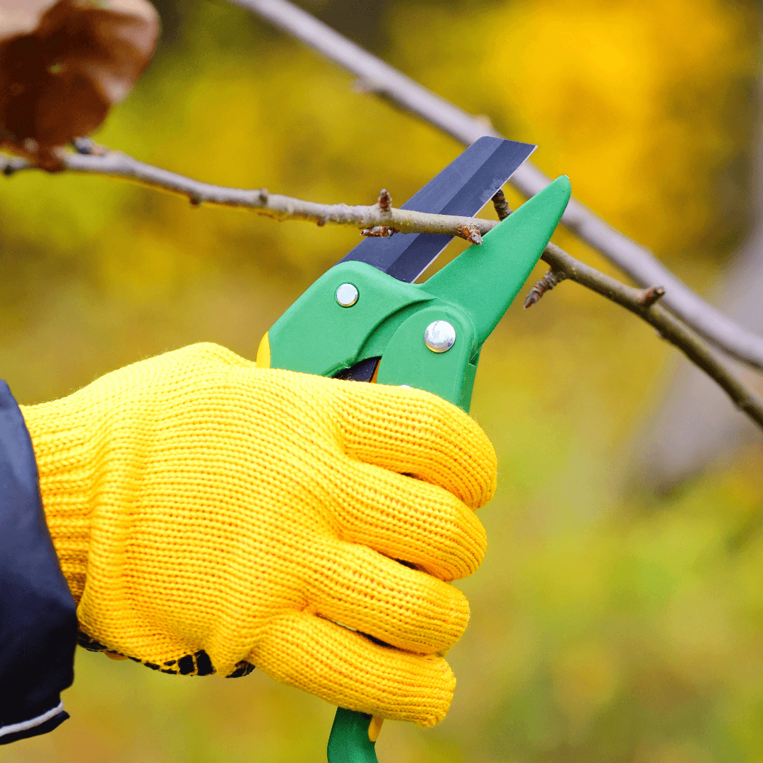 Pruning And Maintenance Of Jojoba Plants