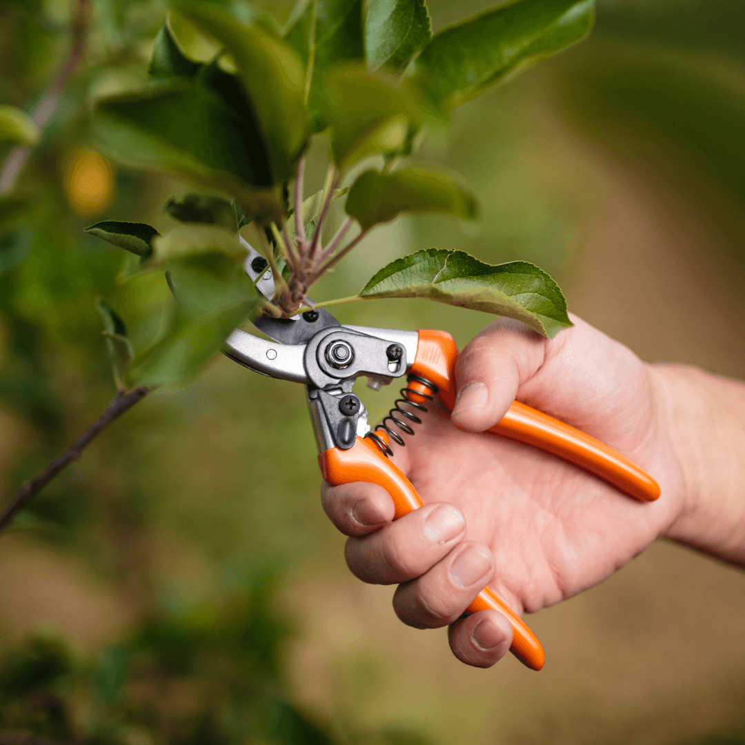 Pruning Witch Hazel For Health And Shape