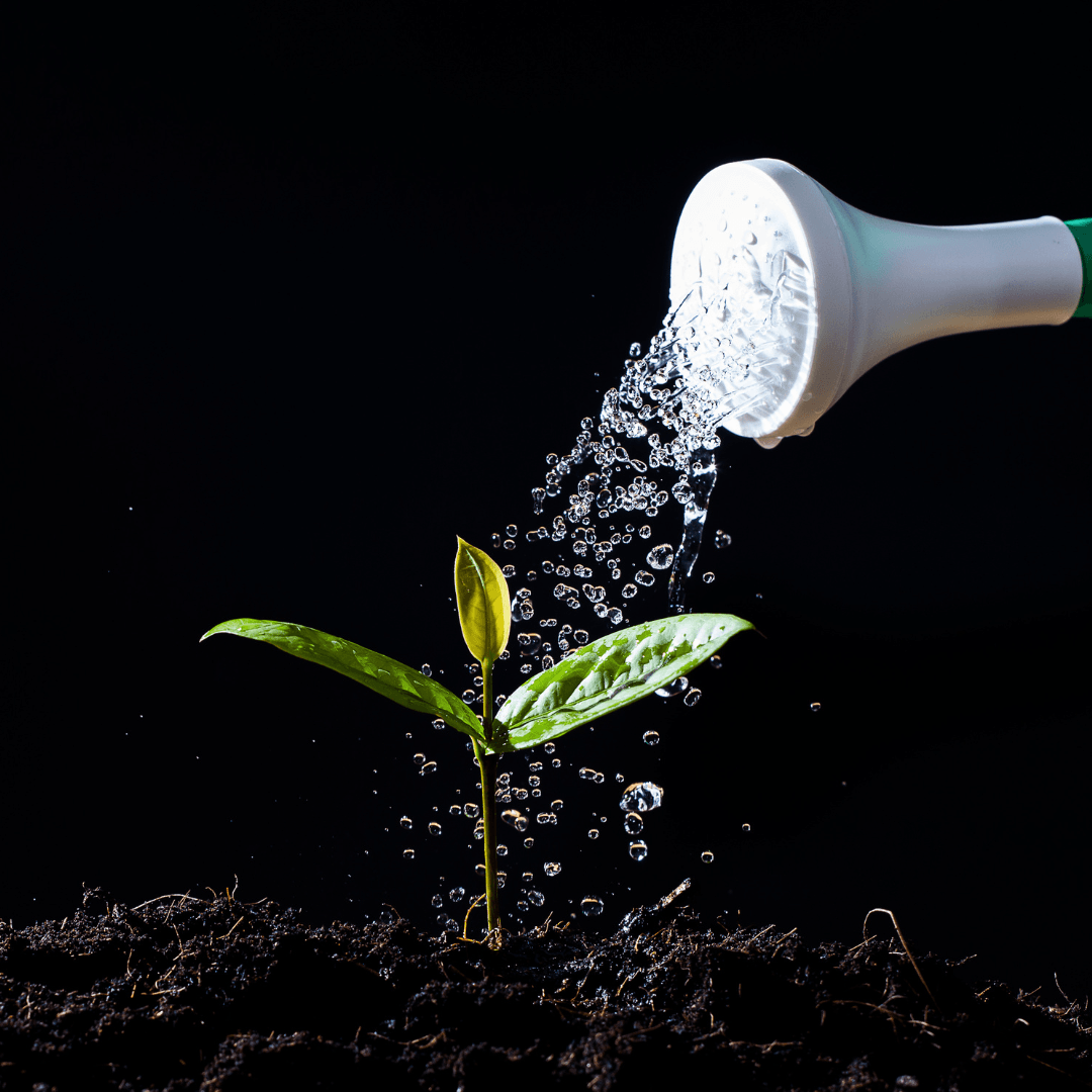 Watering Of Licorice Plants