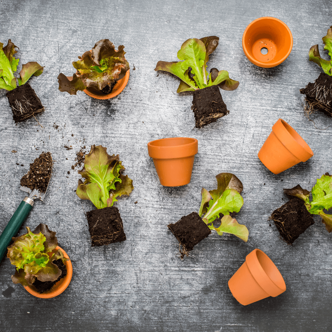 Propagation Of Triphala Plants