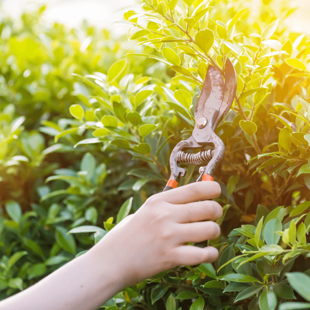 Pruning Slippery Elm