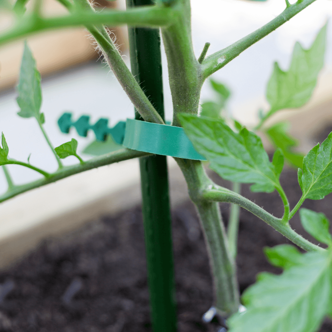 Support For Licorice Plants