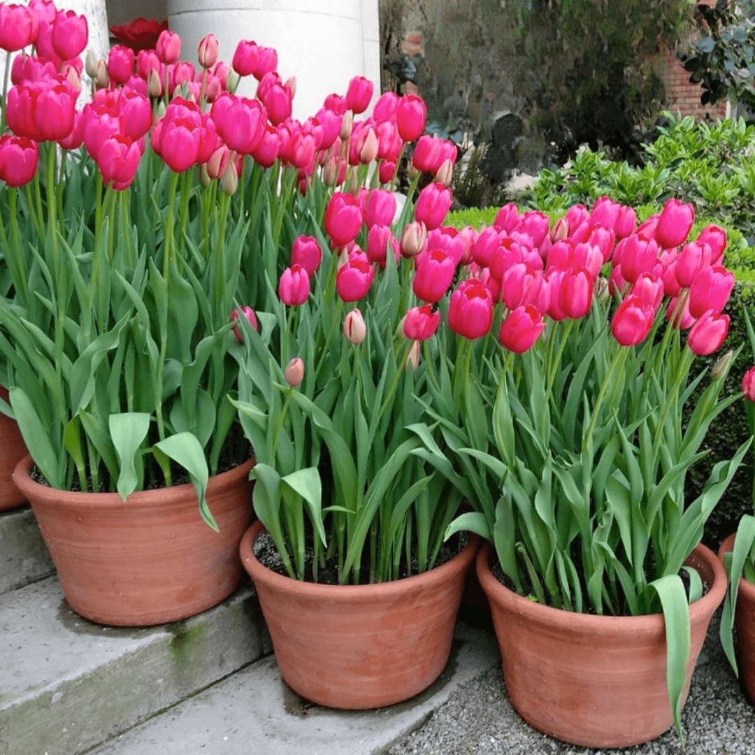 Protect Container-Grown Tulips From Frost