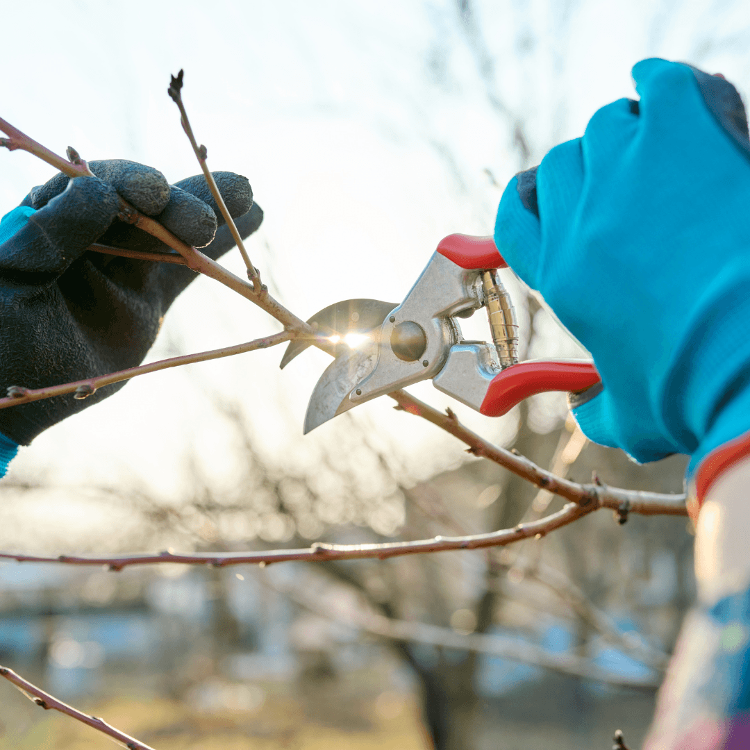 Prune Skullcap Plants Regularly