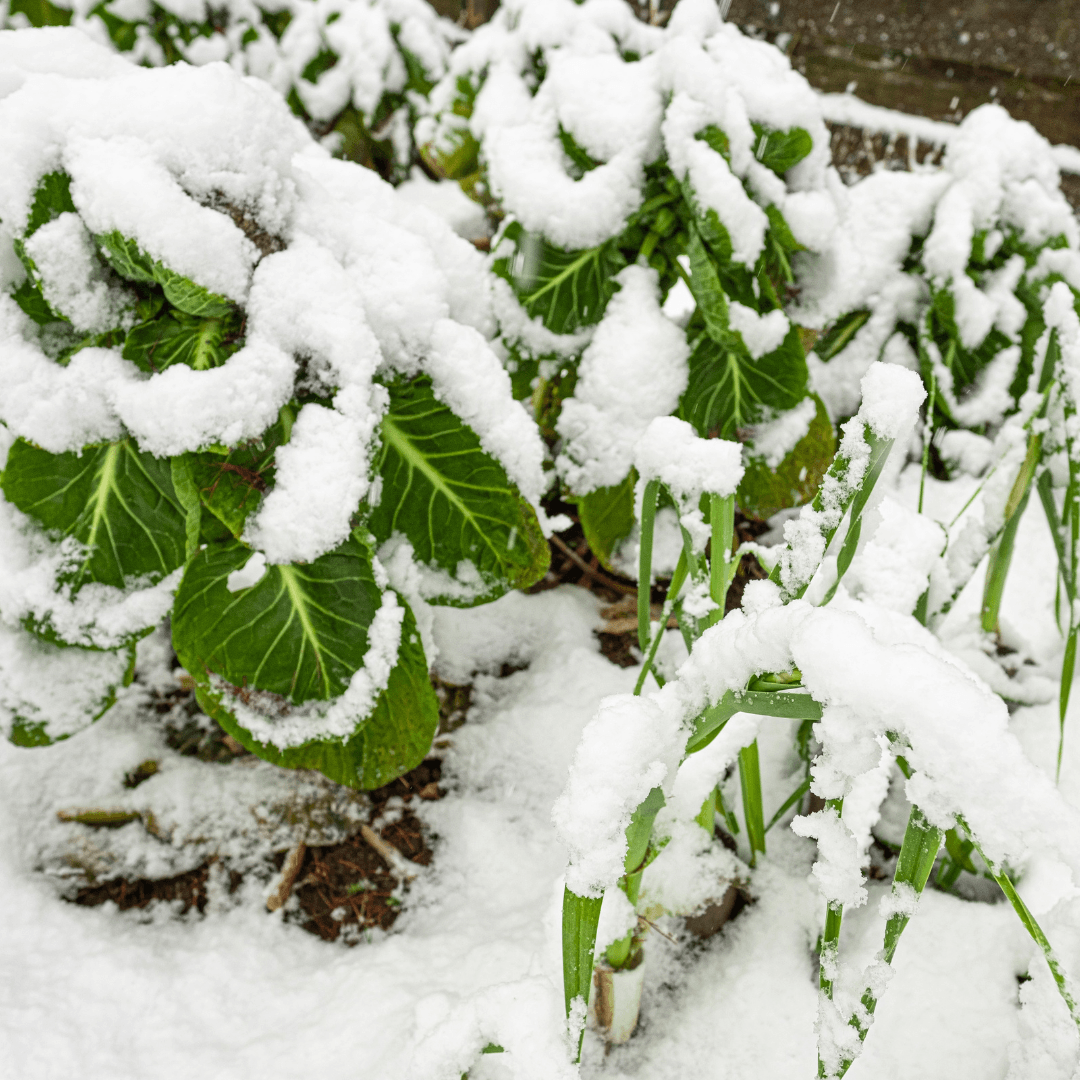 Winter Protection Of Slippery Elm In Containers