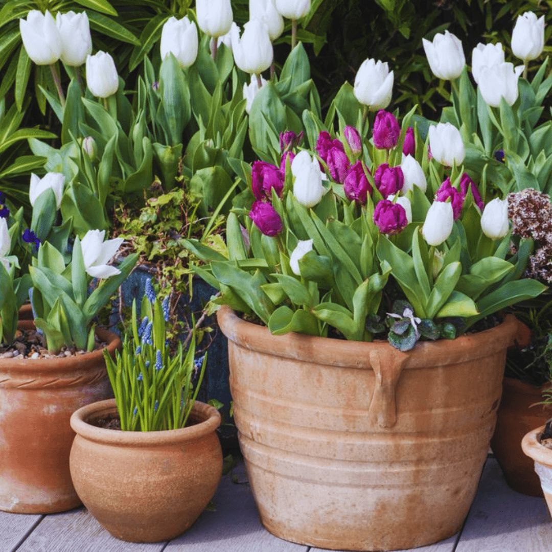 Rotate Containers With Tulip Plants
