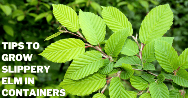 Best Tips To Grow Slippery Elm In Containers