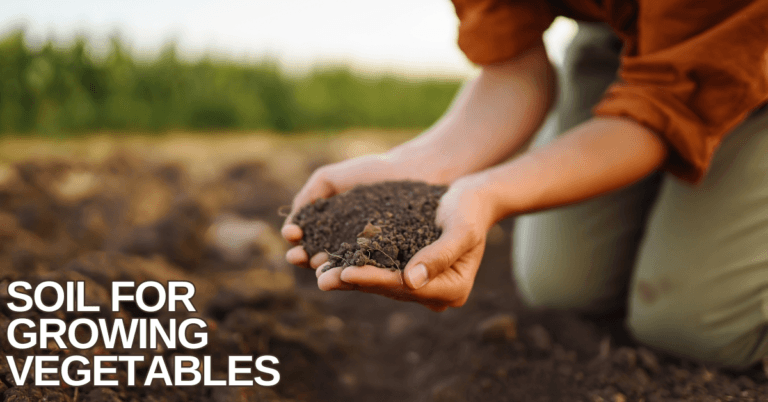 Best Soil For Growing Vegetables
