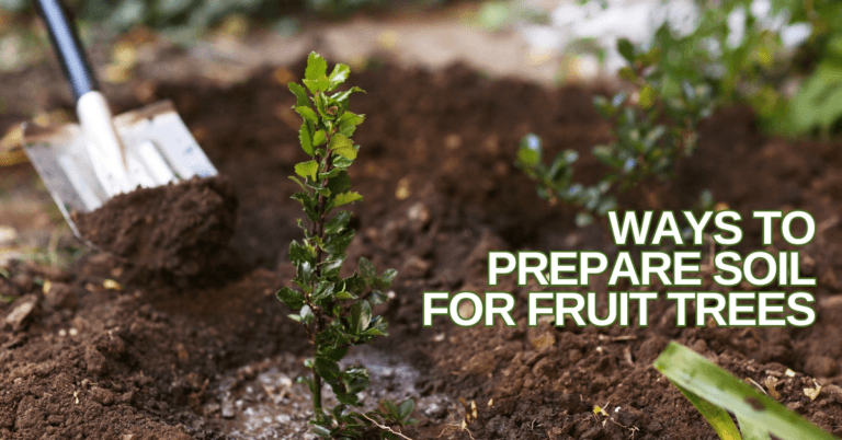 Best Ways To Prepare Soil For Fruit Trees