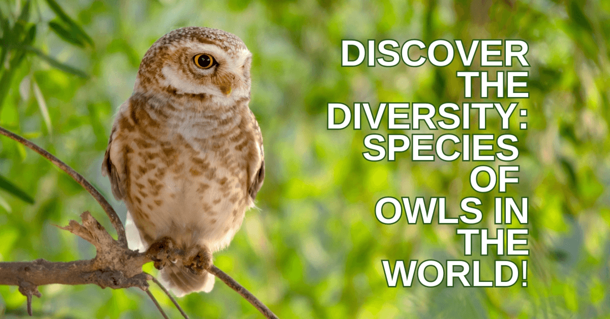 Discover The Diversity: Species Of Owls In The World