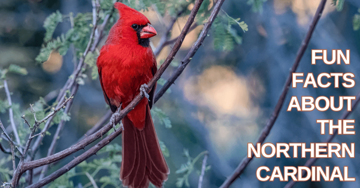 Fun Facts About The Northern Cardinal
