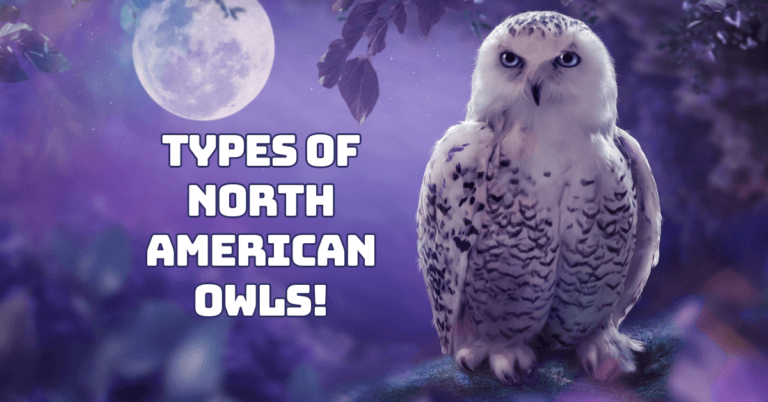 Types Of North American Owls