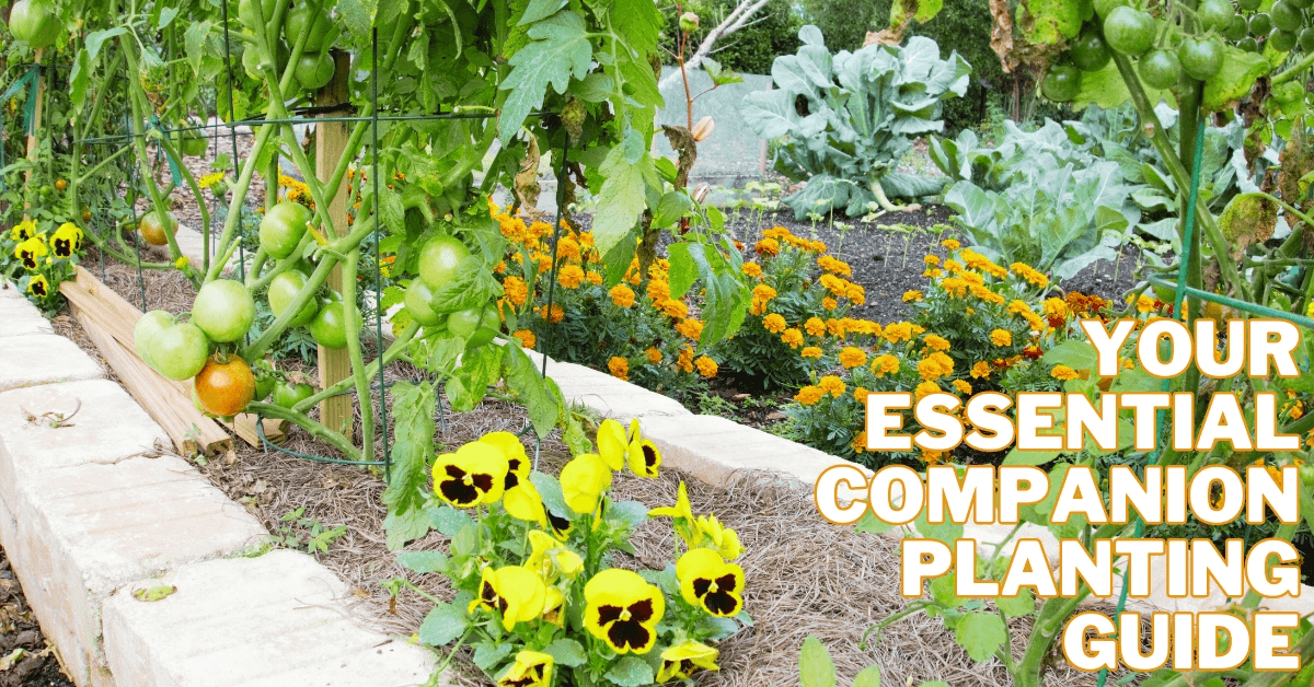Your Essential Companion Planting Guide