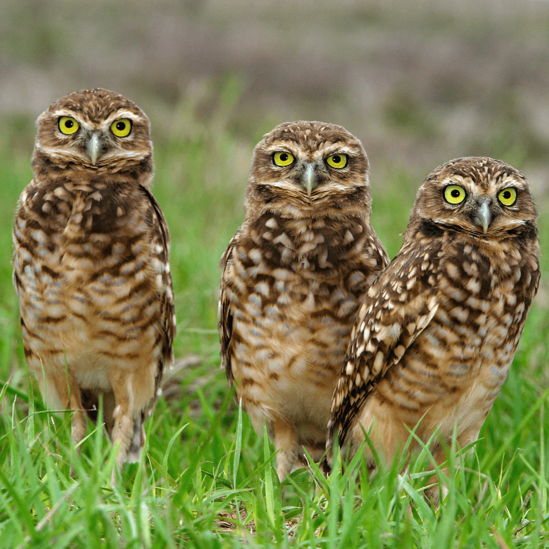 Burrowing Owl (Athene cunicularia)