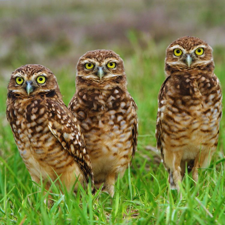 Discover The Diversity Species Of Owls In The World In 2025 Discover The Diversity Species Of Owls In The World In 2025