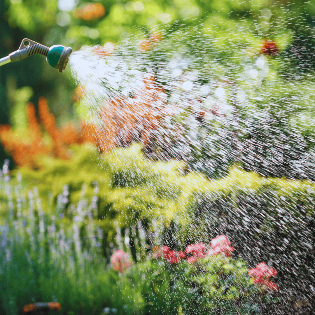 Watering